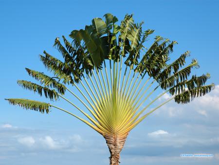 L'arbre magique...reçu de Ch.Godefray